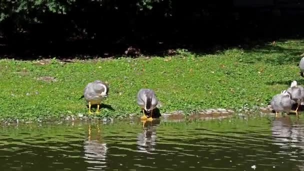 Oie Tête Barrée Anser Indicus Est Des Oiseaux Volants Les — Video