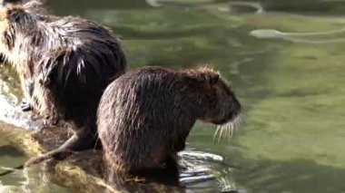 Capybara, Hydrochoerus hydrochaeris dünyadaki en büyük kemirgendir. En yakın akrabaları agouti, çinçilya, coyphillas ve kobaylardır. Güney Amerika 'ya özgü.. 