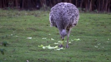 Darwin 'in Rhea' sı, Rhea pennata, daha az Rhea olarak da bilinir..