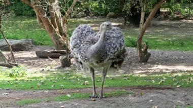 Darwin 'in Rhea' sı, Rhea pennata, daha az Rhea olarak da bilinir..