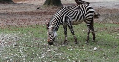 Hartmann dağ zebrası Equus zebra hartmannae, Angola 'nın güneybatısında ve Namibya' nın batısında bulunan bir dağ zebrası alt türüdür..