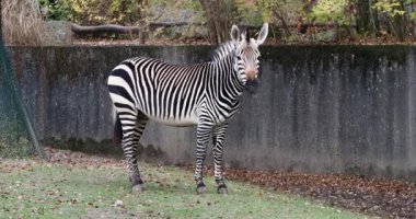 Hartmann dağ zebrası Equus zebra hartmannae, Angola 'nın güneybatısında ve Namibya' nın batısında bulunan bir dağ zebrası alt türüdür..