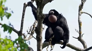Siamang (