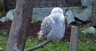 Karlı baykuş, Bubo skandiacus, Strigidae ailesinin kuşu. Sarı gözlü.