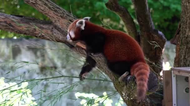 Der Rote Panda Ailurus Fulgens Auch Der Kleine Panda Und — Stockvideo