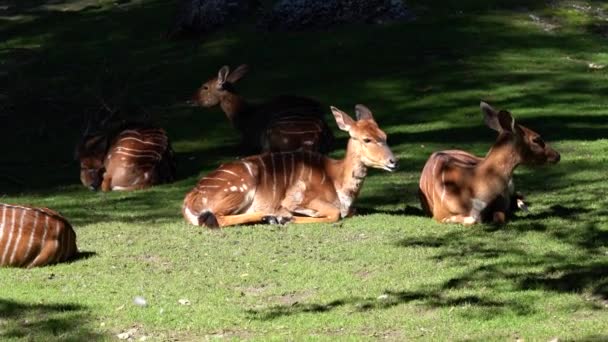 Indian Blackbuck Antelope Cervicapra Indian Antelope — Stock Video