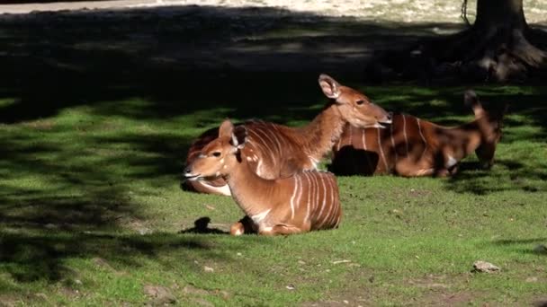 Blackbuck Indiano Antelope Cervicapra Antilope Indiana — Video Stock