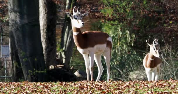 Dama Gazelle Gazella Dama Mhorr Mhorr Gazelle Разновидность Газели Живет — стоковое видео