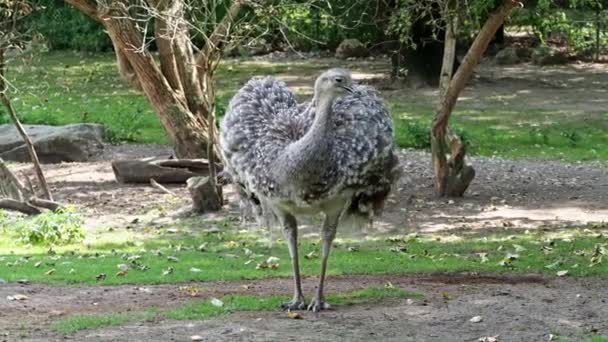 Sok Darwina Rhea Pennata Znany Również Jako Mniejsza Rea — Wideo stockowe