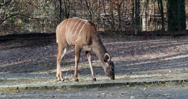 Μεγαλύτερη Μεγάλη Αντιλόπη Της Αφρικής Tragelaphus Strepsiceros Είναι Ένα Δάσος — Αρχείο Βίντεο