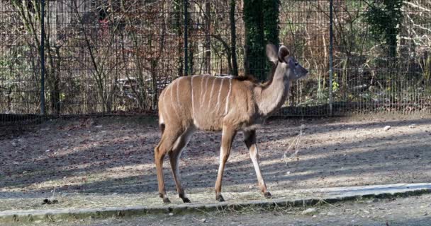 Μεγαλύτερη Μεγάλη Αντιλόπη Της Αφρικής Tragelaphus Strepsiceros Είναι Ένα Δάσος — Αρχείο Βίντεο