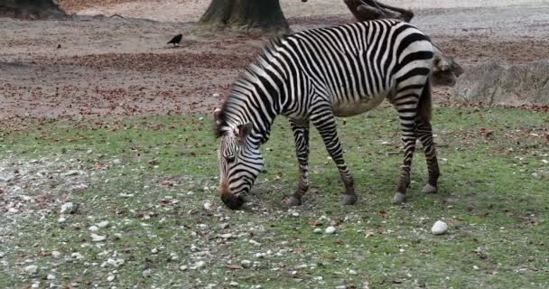 Zebra Górska Hartmanna Equus Zebra Hartmannae Jest Podgatunkiem Górskiej Zebry — Wideo stockowe