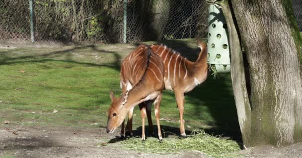 Tragelaphus Angasii Adalah Antelop Bertanduk Spiral Yang Berasal Dari Afrika — Stok Video