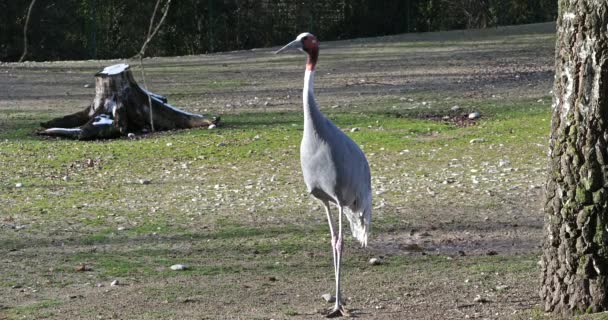 Grúa Sarus Grus Antigone También Conocida Como Grúa Sarus India — Vídeos de Stock