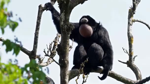 Siamang Symphalangus Syndactylus Gibón Arbóreo Piel Negra Nativo Las Selvas — Vídeos de Stock