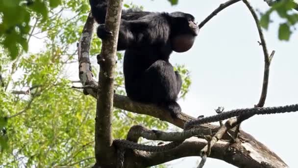Symphalangus Syndactylus Est Gibbon Arboricole Fourrure Noire Originaire Des Forêts — Video
