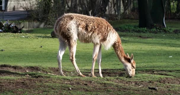 Vicunas, Vicugna Vicugna, parents du lama qui vivent dans les hautes régions alpines des Andes