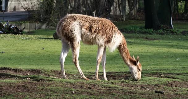 Vicunas Vicugna Vicugna Dağları Nın Yüksek Dağlık Bölgelerinde Yaşayan Lama — Stok video