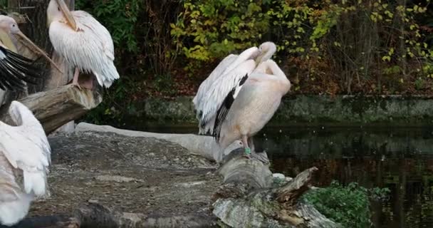 Pelicano Branco Pelecanus Onocrotalus Também Conhecido Como Pelicano Branco Oriental — Vídeo de Stock