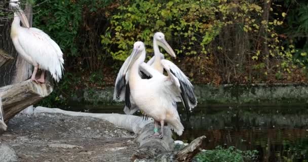 Pelícano Blanco Pelecanus Onocrotalus También Conocido Como Pelícano Blanco Oriental — Vídeo de stock