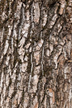  Eski ağaç kabuğu dokusu