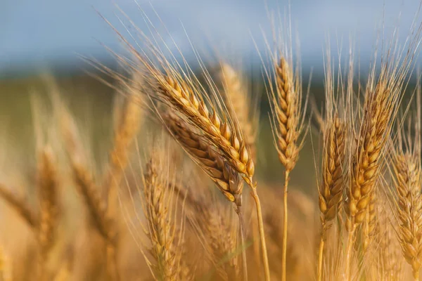 Wheat Germs Grow Field Beautiful Wheat Field — Stock Photo, Image
