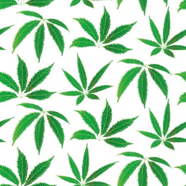 Esrar geriye kusursuz bir vektör kalıbı bırakır. Kenevir yaprağı, beyaz yeşil fon. Boya çizgisi, botanik marihuana tasarımı. Sağlık, sağlık konsepti, ambalaj, baskı için her yerde.