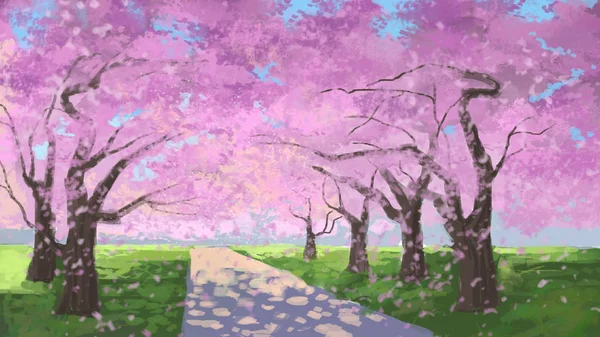 Szirmok Lehullanak Sakura Cseresznyevirág — Stock Fotó