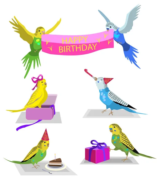 Birthday set with budgie birds — Stock Illustration Birthday Set Budgie Birds Royalty Free Stock Vectors