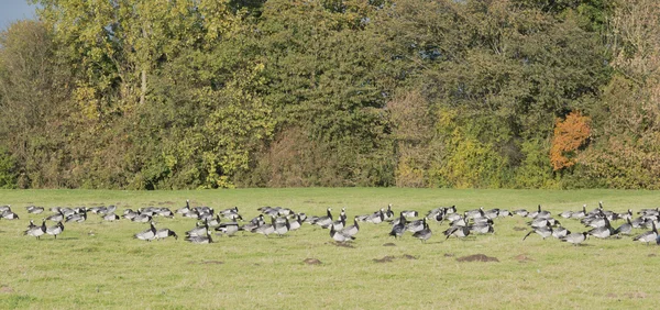 White cheek geese or also nun's goose — Stock Photo, Image