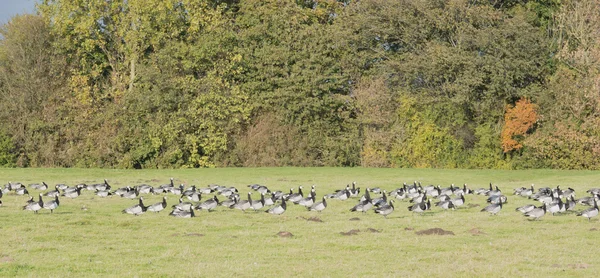 White cheek geese or also nun's goose — Stock Photo, Image