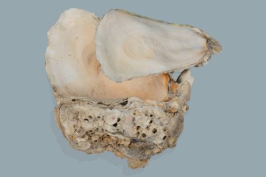 Pasifik götürdü istiridye Pasifik istiridye olarak da bilinir