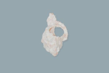 Arka plan üzerinde kabukları exemptly fotoğraf alır 