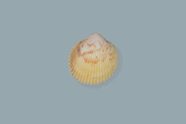 Shells on background exemptly takes photos — Stock Photo, Image