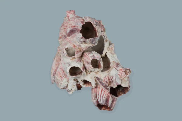 Корал, знайдений на пляжі і сфотографований на білому тлі — стокове фото