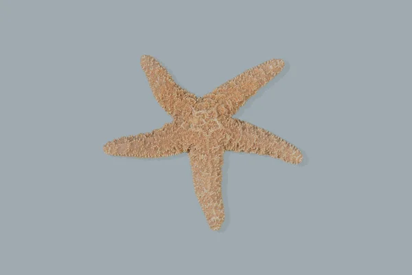 Tengeri csillag található a strand, és a lefényképezett fehér háttér — Stock Fotó