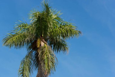 Arka planda mavi gökyüzü olan Royal Palm