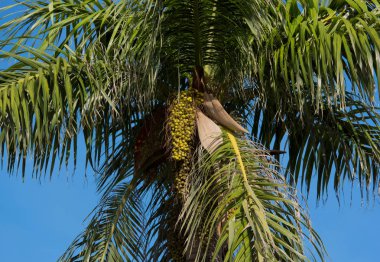 Arka planda mavi gökyüzü olan Royal Palm