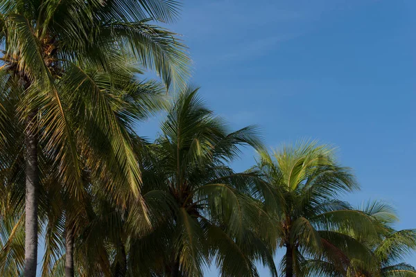 Palma Real com céu azul no fundo — Fotografia de Stock