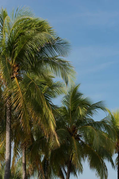 Palma Real com céu azul no fundo — Fotografia de Stock