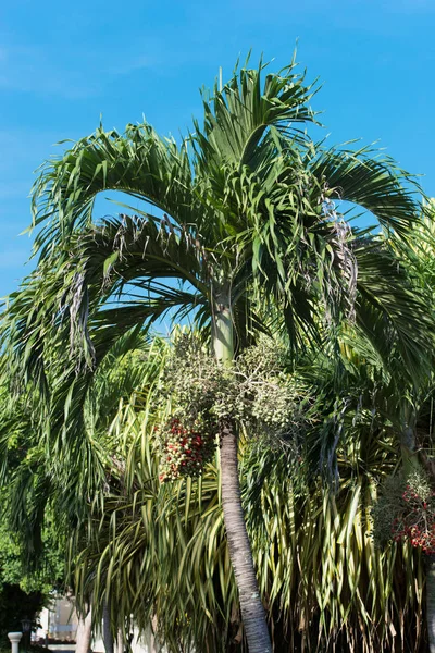 Royal Palm med blå himmel i bakgrunden — Stockfoto