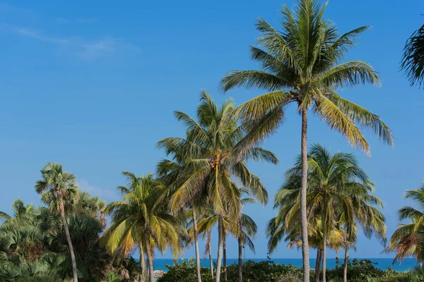 Royal Palm avec ciel bleu en arrière-plan — Photo