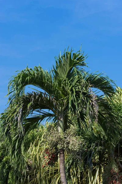 Arka planda mavi gökyüzü olan Royal Palm — Stok fotoğraf