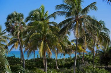Arka planda mavi gökyüzü olan Royal Palm