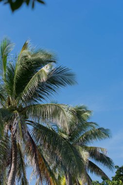 Arka planda mavi gökyüzü olan Royal Palm