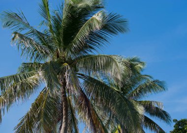 Arka planda mavi gökyüzü olan Royal Palm