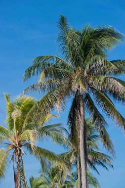 Arka planda mavi gökyüzü olan Royal Palm