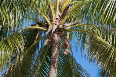 Arka planda mavi gökyüzü olan Royal Palm