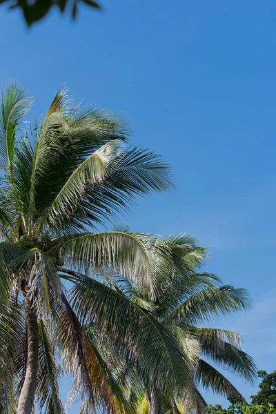Palma Real con cielo azul en el fondo — Foto de Stock