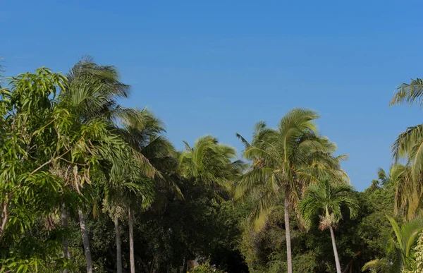 Arka planda mavi gökyüzü olan Royal Palm — Stok fotoğraf